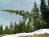 Tilting spruce/fir tree