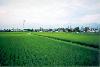 Toyama rice field