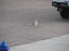 Bunny in Cheyenne